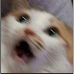 Cats Are Our Friends