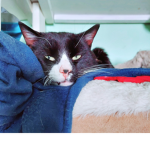 Cat are awesome and dogs too