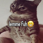 Meow Patrollers