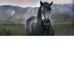 ~.rose ridge stables.~