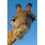 Google PicturesXD