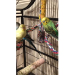 Team parakeet