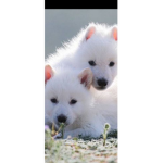 The Snow Wolfy
