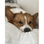 CorgiSquadz