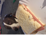 dogs uniter ~nom nom nom~