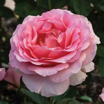 Rose's hangout