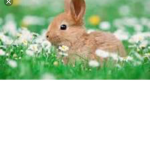 Bunny dancers!!