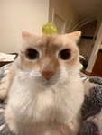 Kittyyyyyyyyyyyyyyyyyy