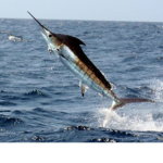 Marlin protection group