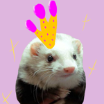 Ferret Life!