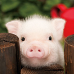 ~Pig~Squad~