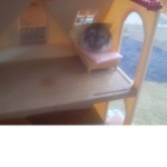 Hamster Fan Club!!! (OFFICIAL)!!!!!!!!