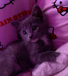 meowzzieess