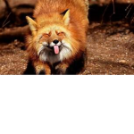 Leyiah's Foxies!