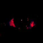 Through the Dark