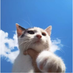 ʚɞ