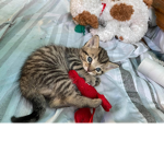 Bunnies and cats