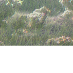GrassyClouds fan group