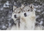 wolfs pack! pls join