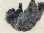 Kitty witty:3