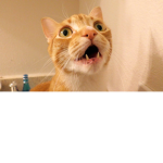 SCREEEEEEE CATS