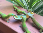 the gekkofrogs