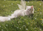 ~+ Bunny Wonderland +~