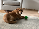 Julie’s doggy group!