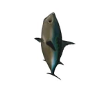 The fishy is german