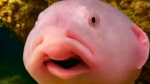 Blob fish support group