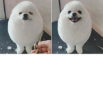 EGGDOG FAN GROUP!