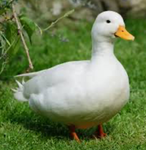 Ducks 4 life :)