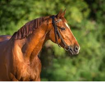 Sunrise Horse Academy