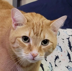 Tabbycat Group
