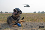 Dog AirForce