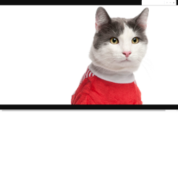 Obby of Cats