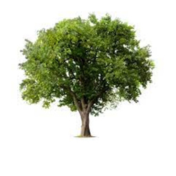 tree. [UPDATE]