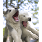 Husky Clan For Life!