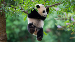 Panda merch team