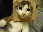 Toasty cats