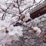 Sakurafubuki桜吹雪