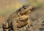 123pat groep