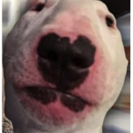 TeddyxTeddy