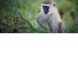 funny monke