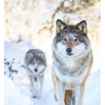 #wolves squad
