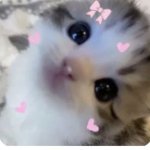 Kawaiibearlayla