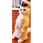 BEST CATS OF THE WORLD