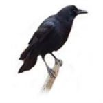 T.C.A. The Crow Alliance