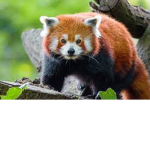 Team panda roux