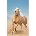Light Horse Stables
